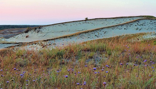 Curonian Spit
Harmonious existence between invasive flowers and the dunes.
Sustainability / sustainable methods
Full rights